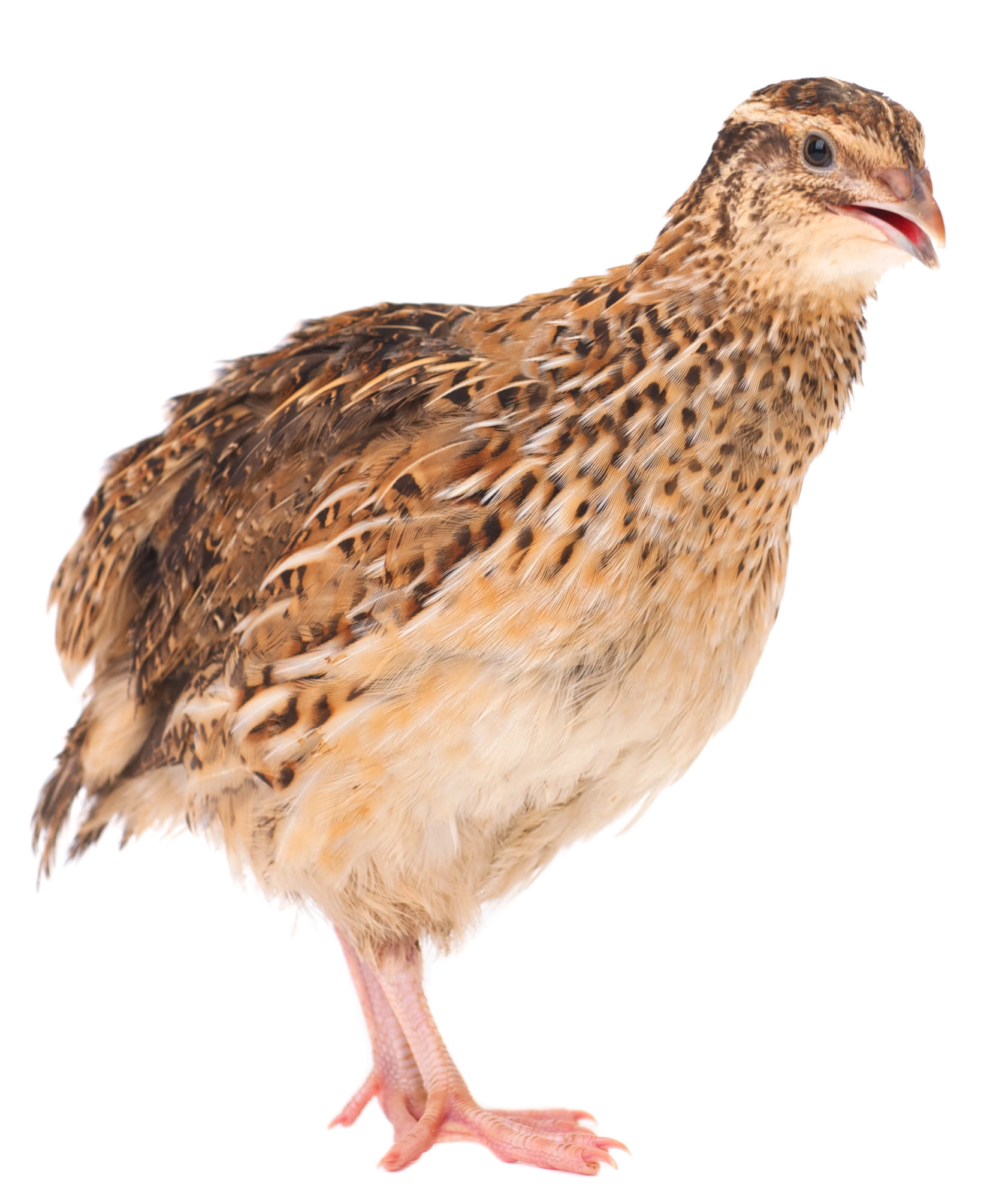 Single Coturnix Quail Bird