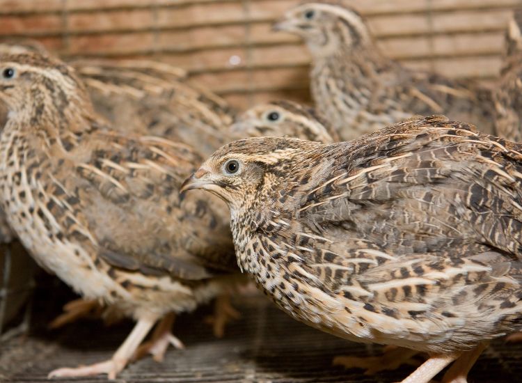breeder sets of quail min breeder sets of quail