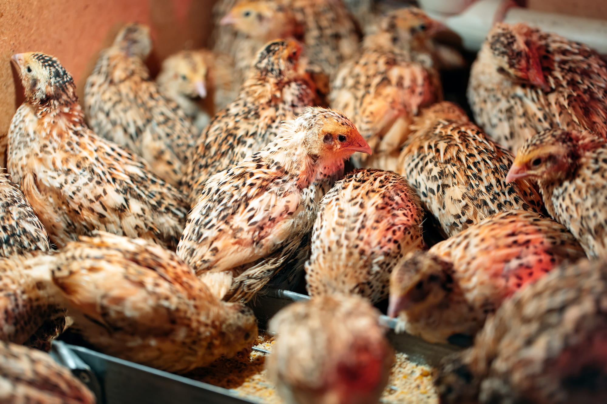 conturnix from cumberland quail