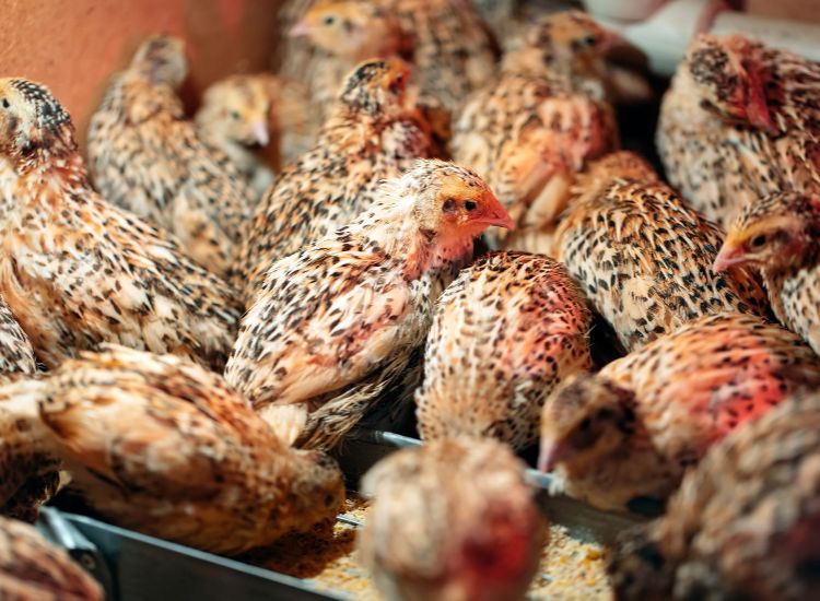 conturnix from cumberland quail min