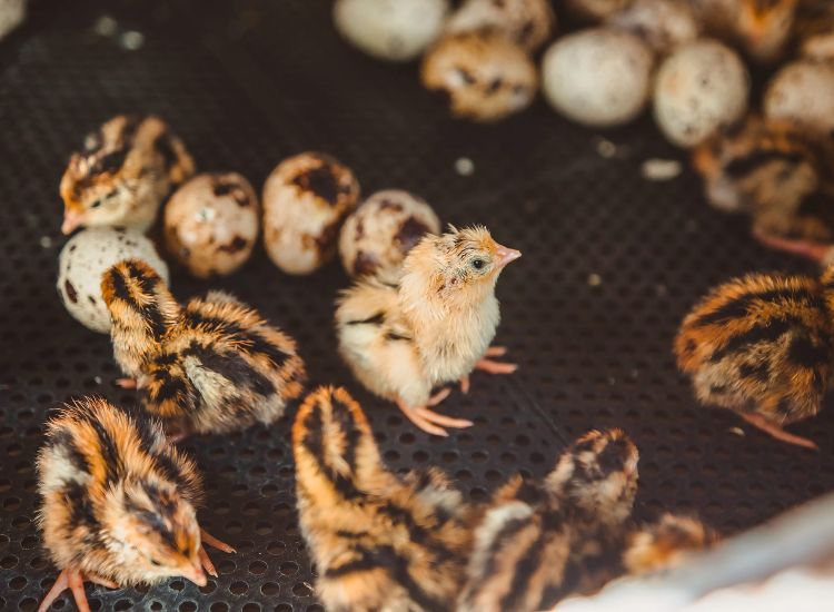 hatching quail eggs