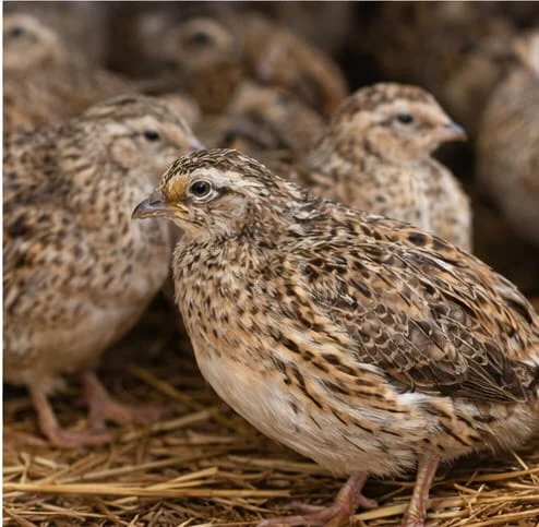 Coturnix Quail Wilds